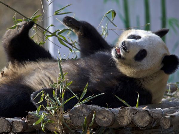 Dobrú chuť v podaní pandy