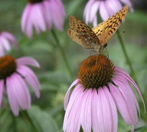 Nádherné jarné kvety