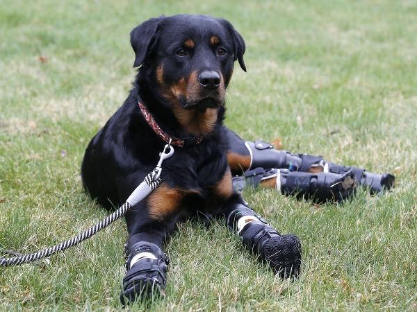 Psík sa učí chodiť s protézami