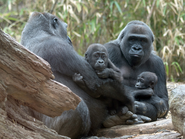 Newyorská ZOO má dva nové prírastky