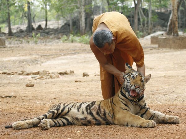 Mních sa hrá s tigrom