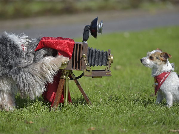 Netradiční chlpáči