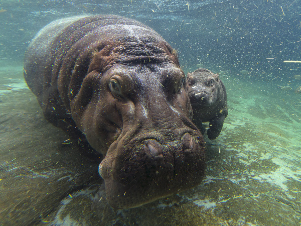 ZOO má nový prírastok