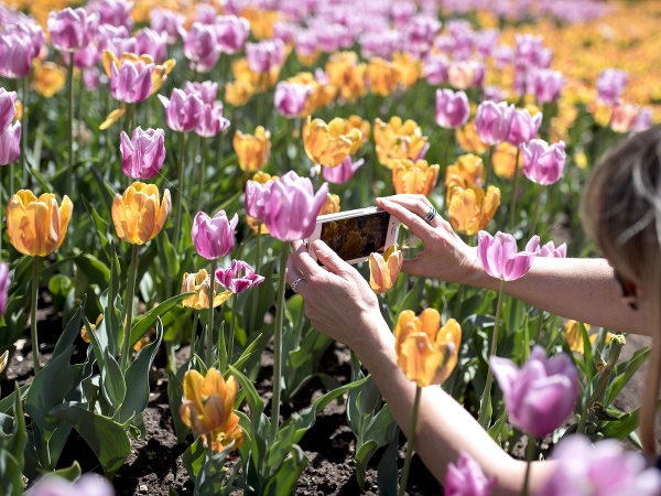 Kanadský tulipánový festival