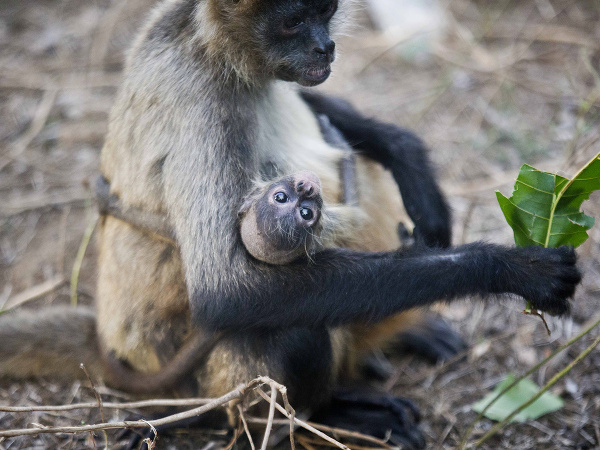 Mláďatko si užíva teplú náruč