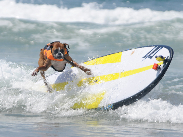 Štvornohí surfisti