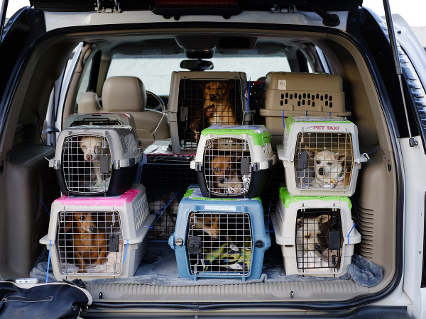 Zachránené čivavy