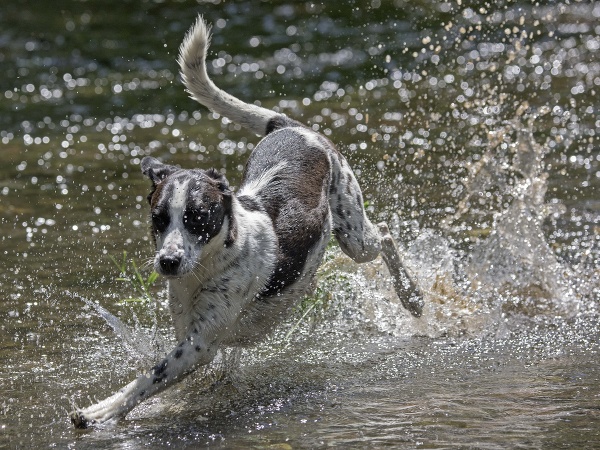 Aj chlpáči musia bojovať s horúčavami