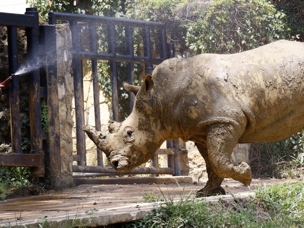 Aj zvieratká sa potrebujú v tomto teple schladiť