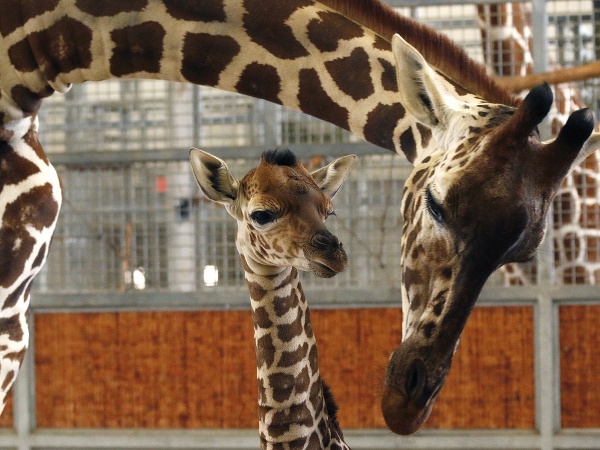 ZOO v Dallase má nový prírastok :)