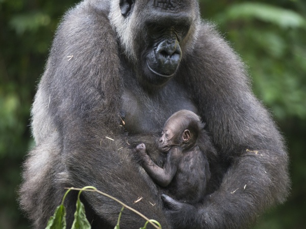 Gorilia matka