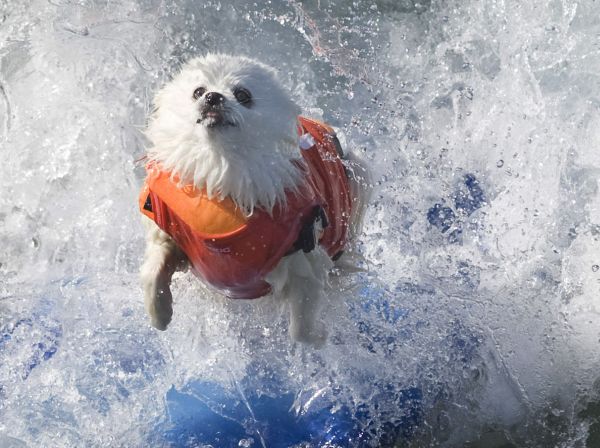 Ziggy, profesionálny surfista