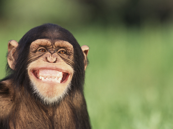 Dnes je Svetový deň ochrany zvierat!