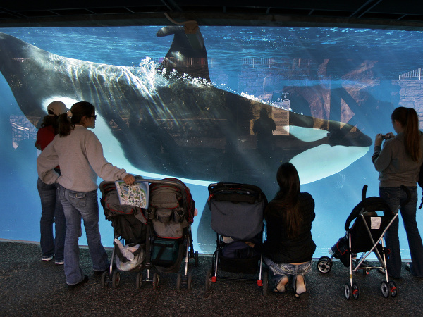 Kalifornskí ochranári podnikajú kroky proti zabíjaniu veľrýb