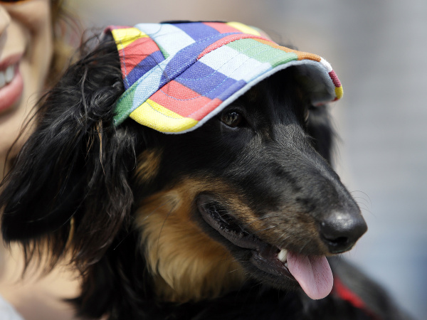 Veselí štvornohí kamaráti