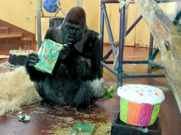 Gorila oslavovala svoje narodeniny