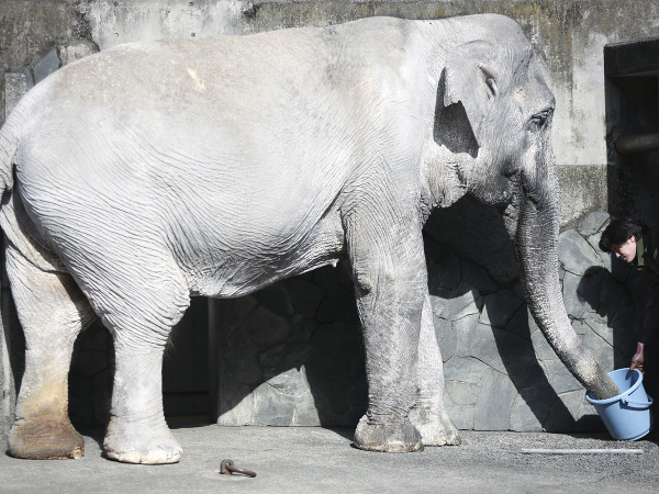 Japonsko sa hrdí 69-ročným slonom Hanakom.