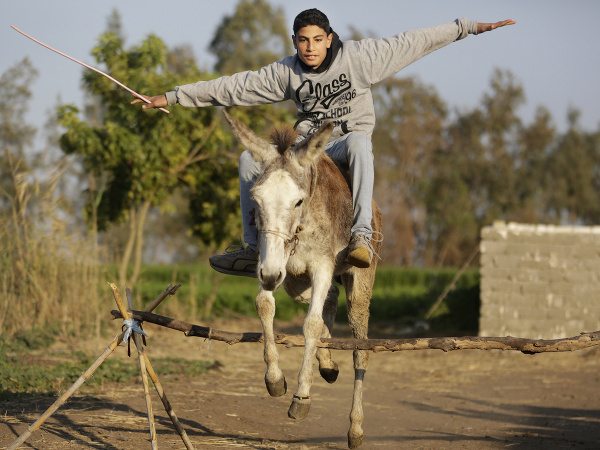 Chlapec sa v Egypte zabáva na skákajúcom oslovi