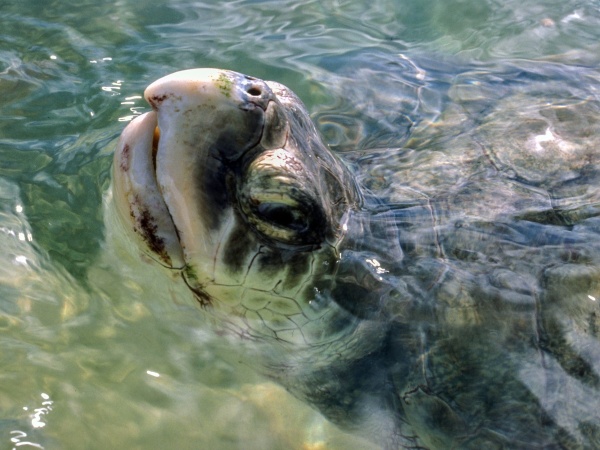 Korytnačka z Kajmanských ostrovov
