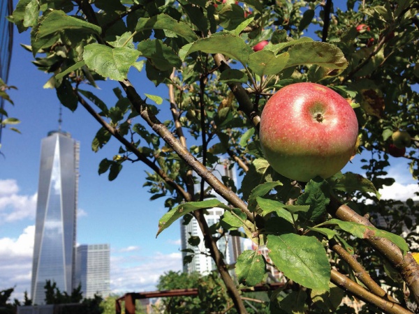 Jabloň v New Yorku