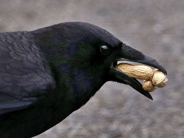 Havran je prichystaný na raňajky