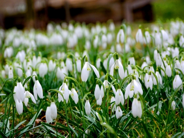 Kvitnú snežienky