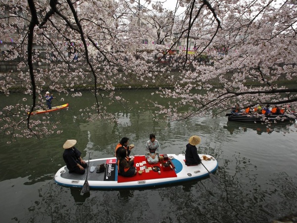 Plavba pod rozkvitnutou čerešňou