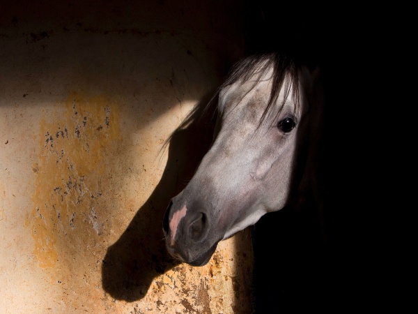 Kôň v stajni