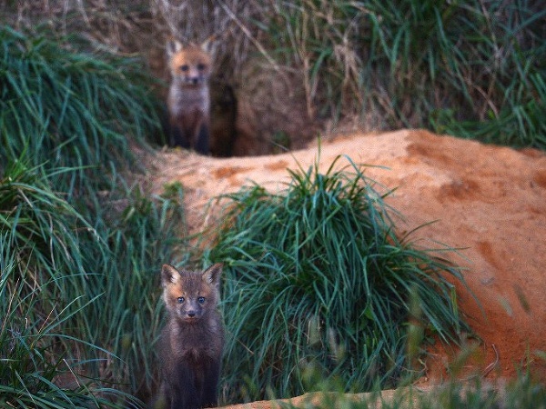 Dve líšky v húštine