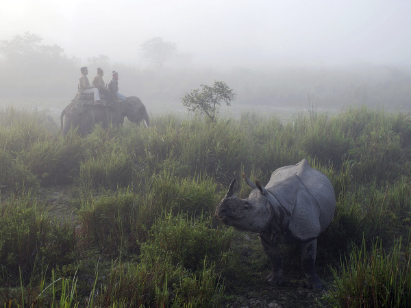 Nosorožce v národnom parku v Indii