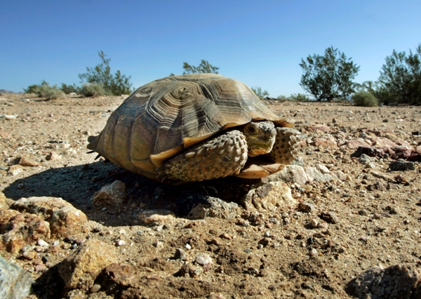 Ohrozená púštna korytnačka