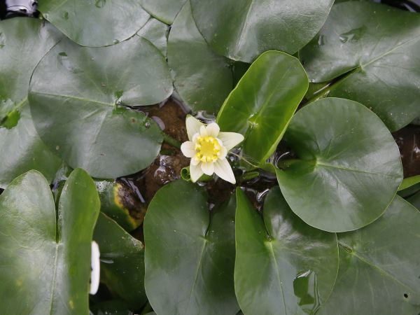 Ohrozená rastlina Nymphaea Thermarum