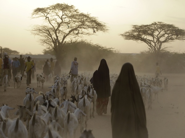 Ľudia v Somálsku vedú stáda kôz