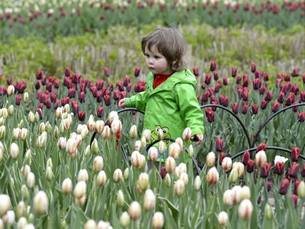 Kanadský tulipánový festival
