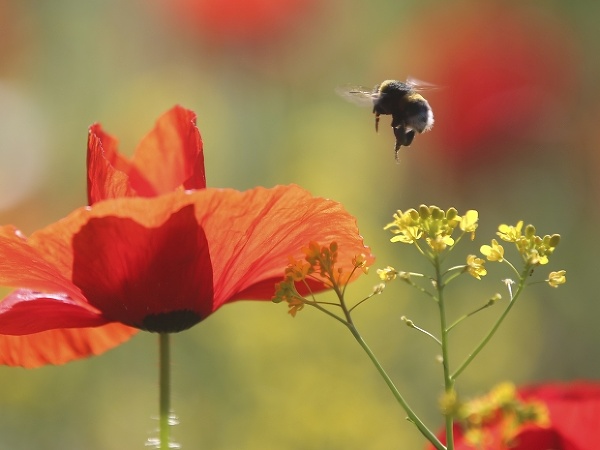 Včela má plno práce