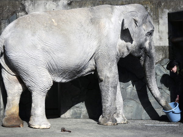 Najstarší slon v Japonsku