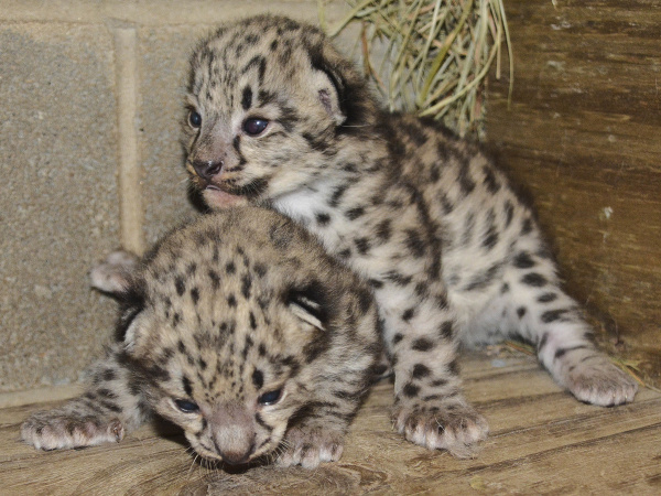 V Richmondskej Zoo sa narodili dve mláďatká vzácneho Leoparda snežného.