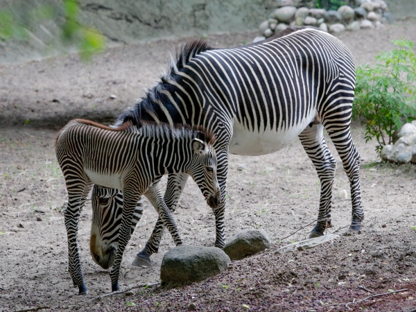 Zebra