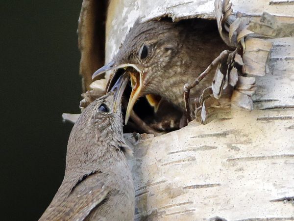 Oriešok kŕmi svoje mláďa