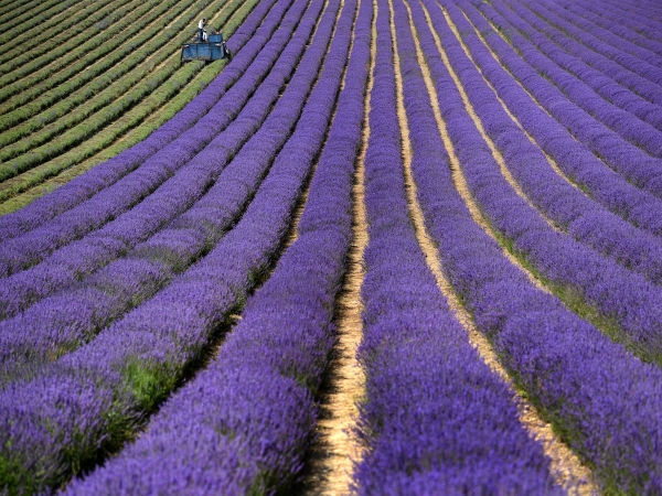 Nekonečné levandule