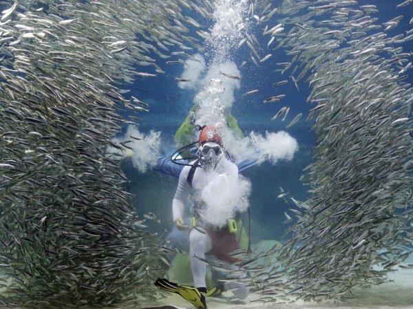 Potápač v akváriu Coex v Soule 
