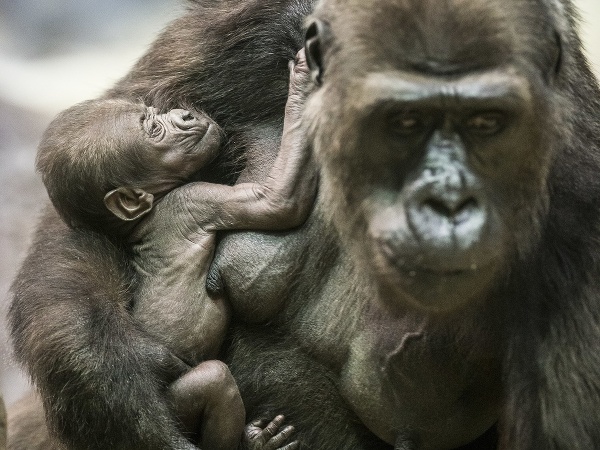 Nový prírastok v moskovskej zoo