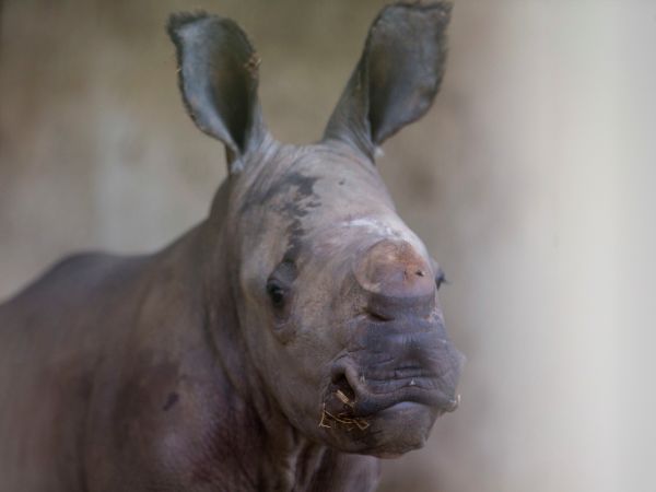 Novonarodené mláďa nosorožca bieleho