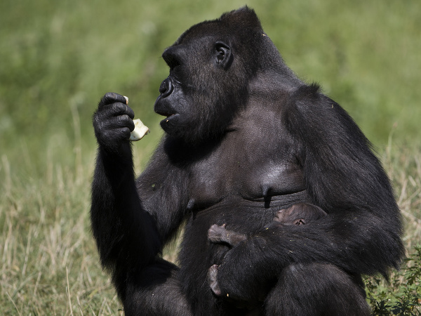 Gorila Honi a jej novonarodené mláďa