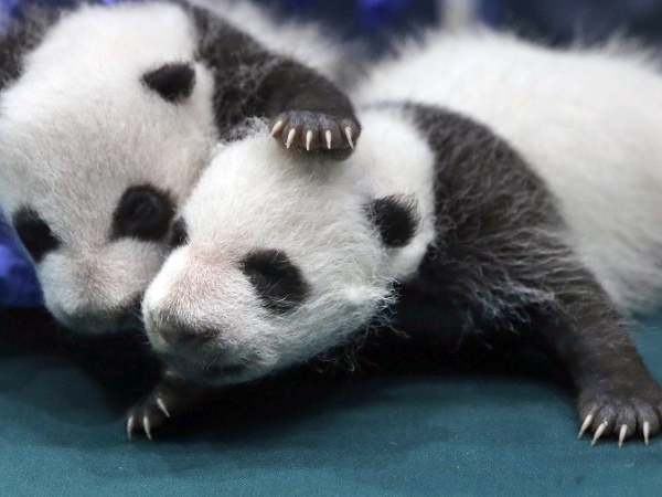 Mláďatá pandy