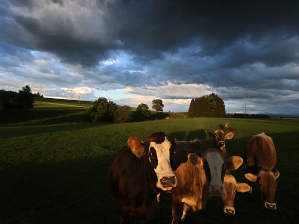 Fotografické kravičky