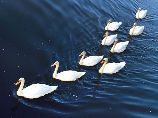 Labute si užívajú slnečnú nedeľu