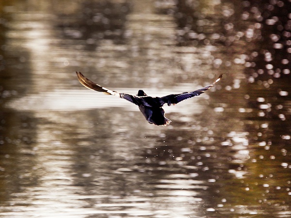 Kačica nad hladinou rieky