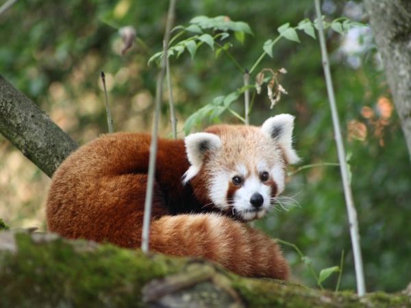 Nový prírastok v bojnickej zoo