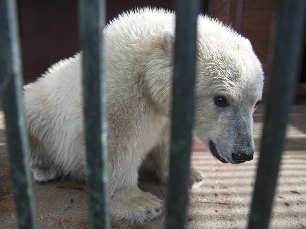 Zachránený medvedík